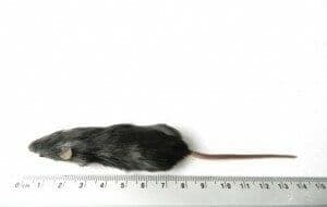Regular Muis (15-25 g) - per 10 kg bulk