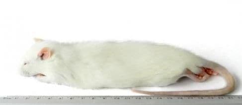 Regular Rat (150 - 250 g)