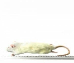 Little Rat (90- 150 g)