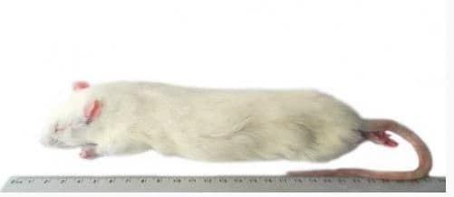 Jumbo Rat (>350 g)