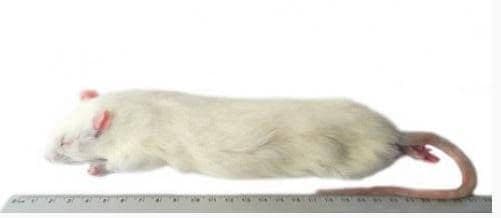 Jumbo Rat (>350 g)
