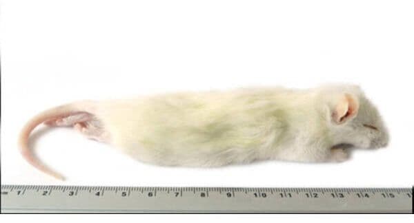 Large Weaner Rat (60-90 g)