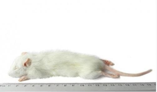 Kleine Weaner Rat (30-60 g)
