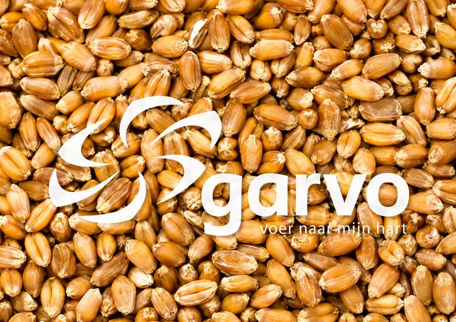 Pigeon Wheat 5271