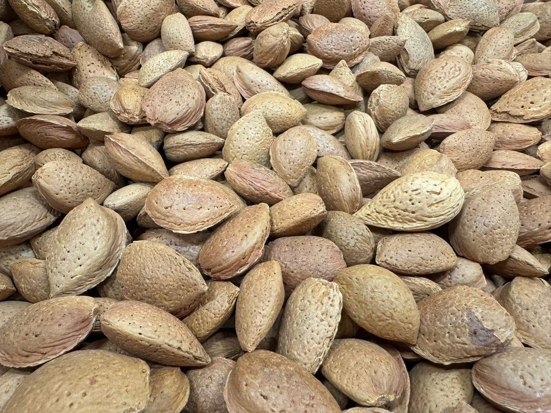 Amandelen in dop - 12,5 kg