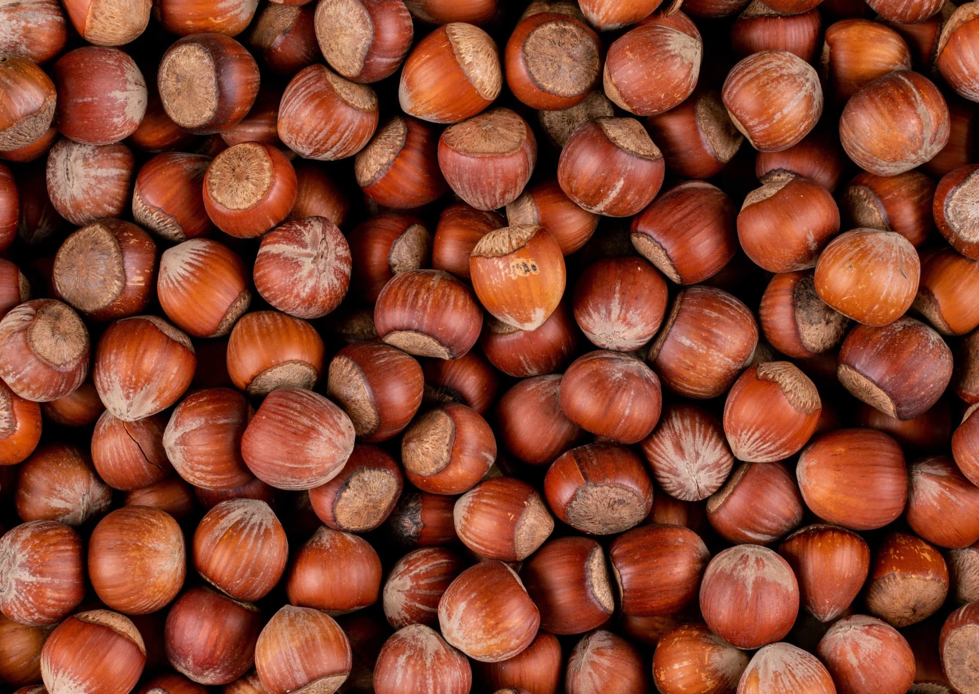 Hazelnoten in dop - 12,5 kg