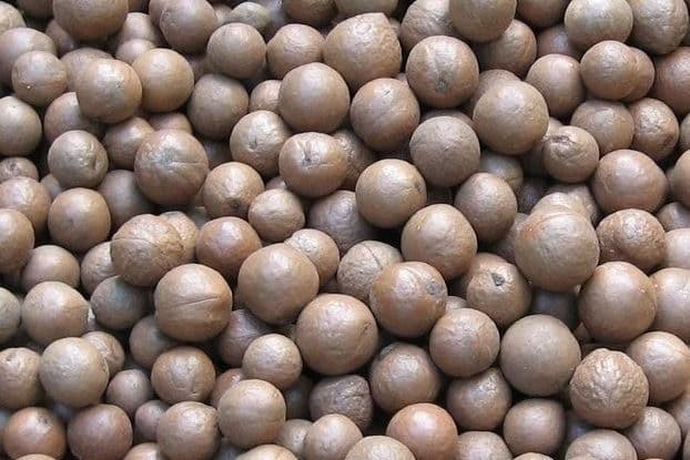 Noix de macadamia en coque - 10 kg