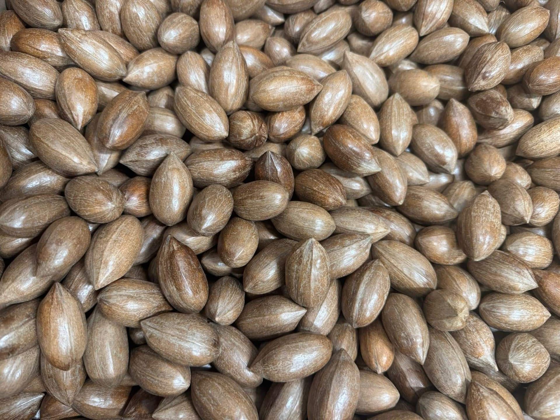 Pecan nuts in shell - 12,5 kg