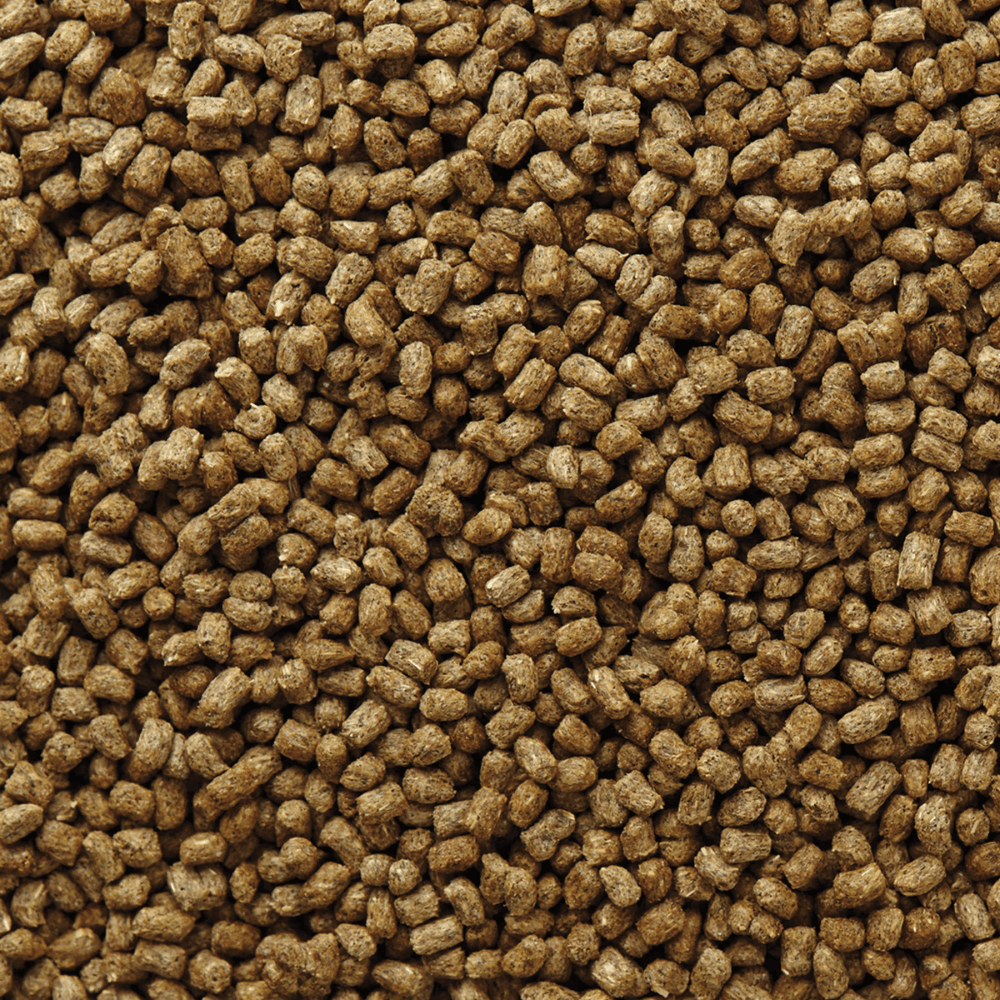 Herbivorous Reptile Diet