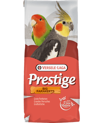 Grandes Perruches & Forpus Touis