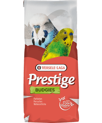 Budgies Jo Mannes - Euro Champ