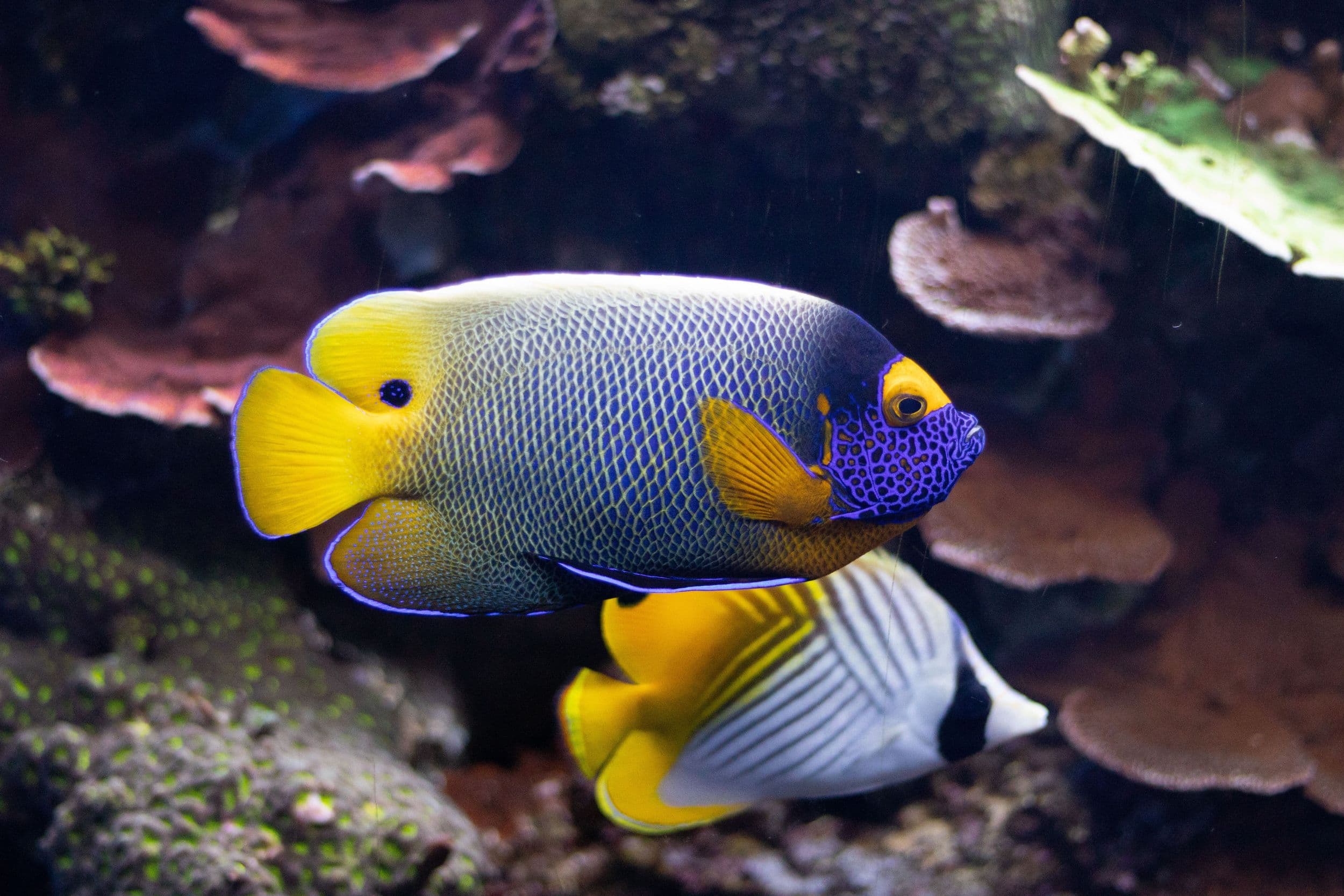 tropical fish